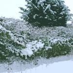 web snow photo 3