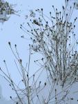 web snow photo 6